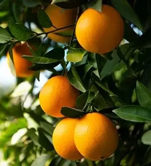 Boostaro Ingredient Vitamin C
